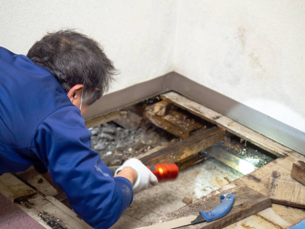 Reliable Walthourville, GA Mold Removal Solutions