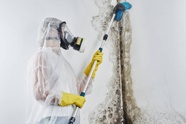 Office Mold Removal Services in Walthourville, GA