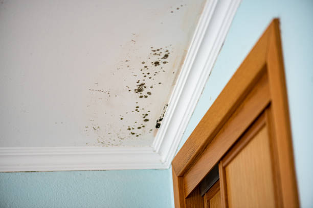 Best Attic Mold Removal  in Walthourville, GA