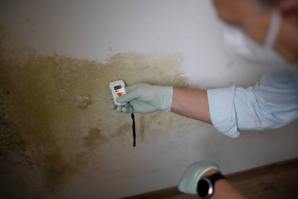 Best Home Mold Removal  in Walthourville, GA