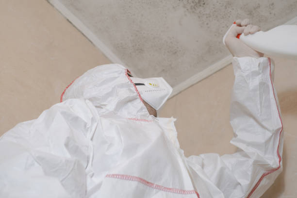 Best Mold Removal Company Near Me  in Walthourville, GA